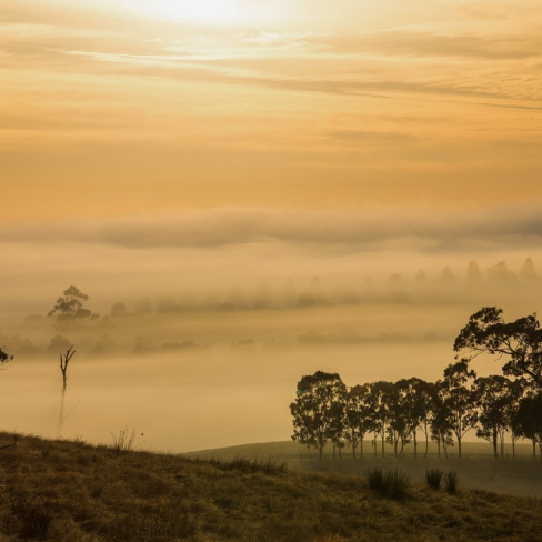 A landscape of the Australian bush shrouded in mist at sunrise