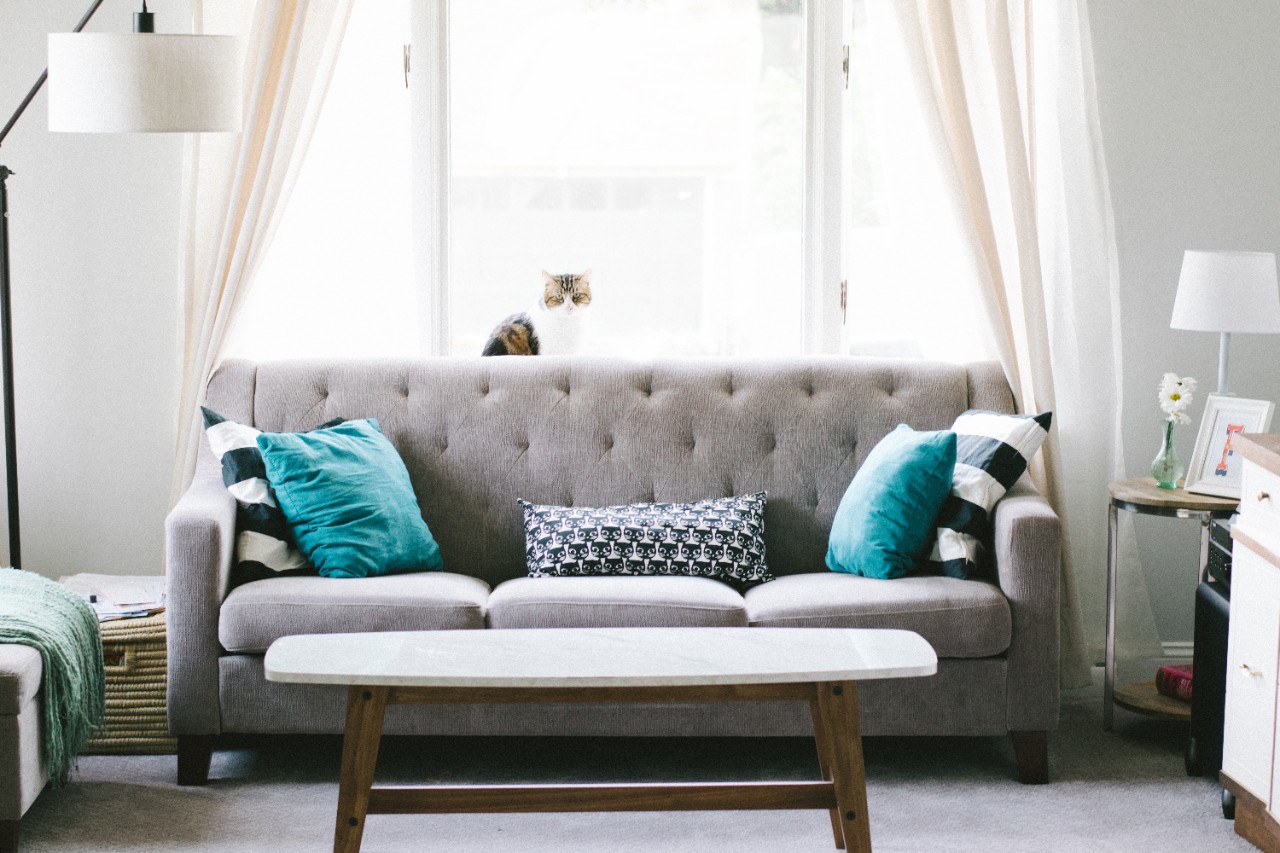 Light filled lounge room with cat sitting near couch